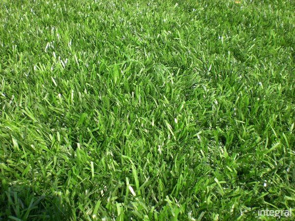 artificial grass